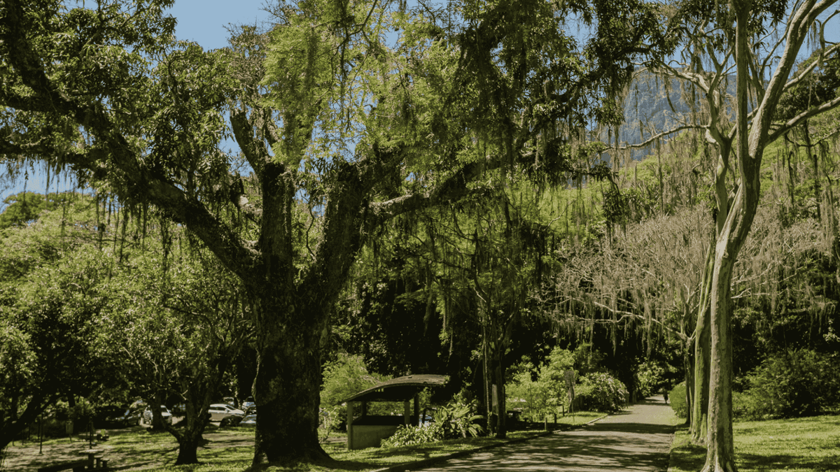 Parque Natural Municipal da Cidade in Gรกvea, Rio de Janeiro