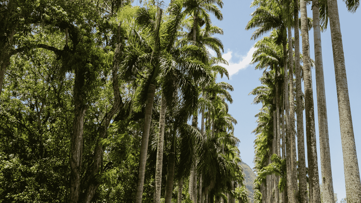 Botanical garden landmark in Jardim Botanico